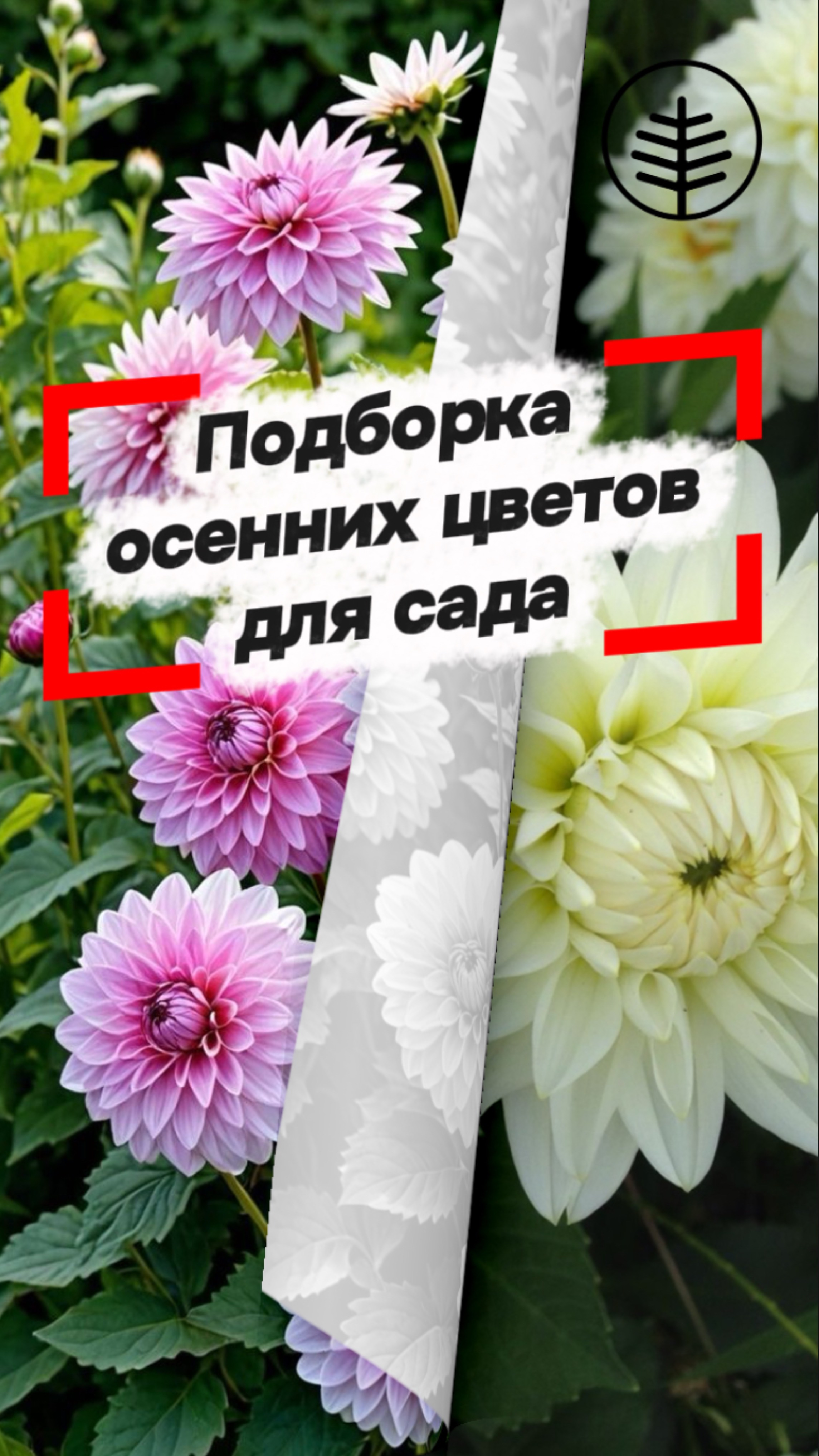 🌿🌸 ПОДБОРКА ОСЕННИХ ЦВЕТОВ ДЛЯ ВАШЕГО САДА