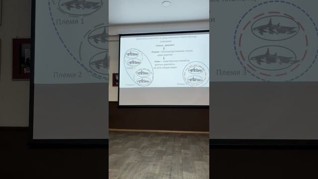 Косатки Авачинского залива. Лекция Т. Ивкович 25.09.2025