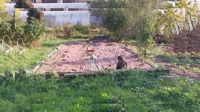 Октябрь.Я сажаю лилии, а Люська носится 😄