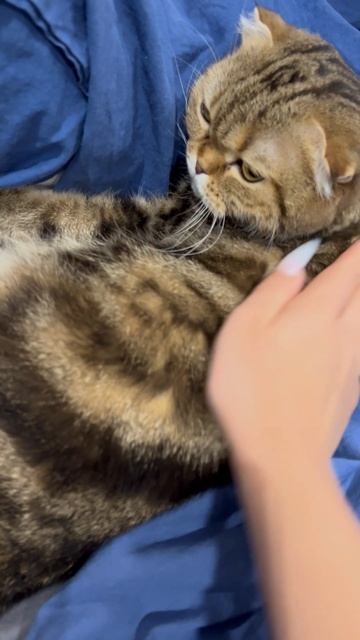 Милая шотландская вислоухая кошечка 🐱