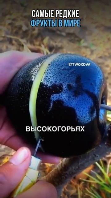 самые редкие в мире #экзотические #тропические #фрукты