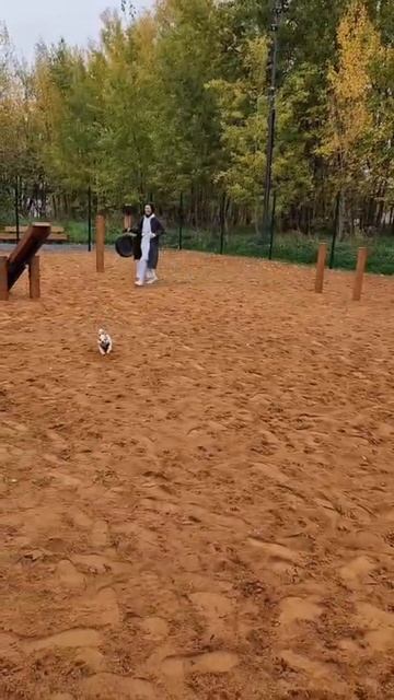 #психология #страхи #собака