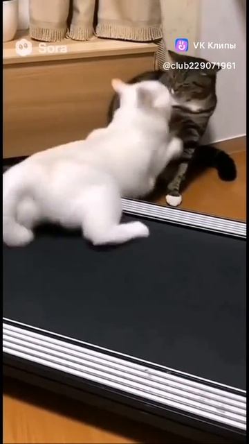 Funny Cats 🐱