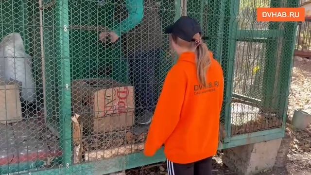 Спасенную с хабаровских прудов травмированную утку передали в «Утёс»