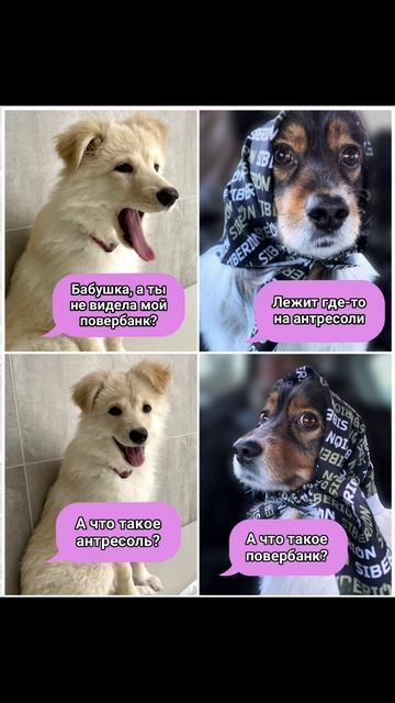 Вот и поговорили два поколения 😆 #юмор #собаки #животные