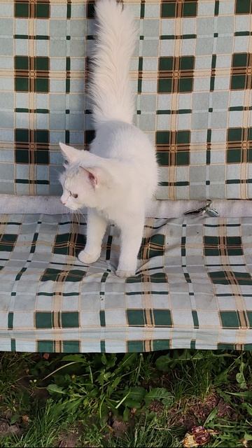 Кошка качается на качелях 2. #кошки