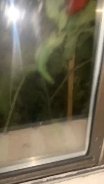 1000084232.mp4
