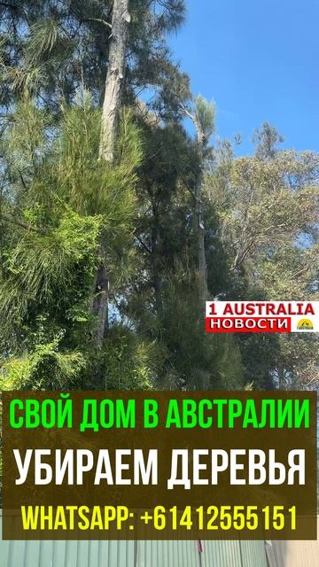 СВОЙ ДОМ В АВСТРАЛИИ УБИРАЕМ ДЕРЕВЬЯ. 1Australiashort1548