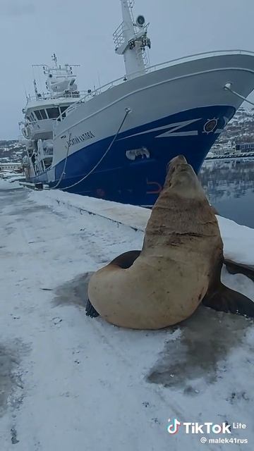 Тюлень видимо загорает