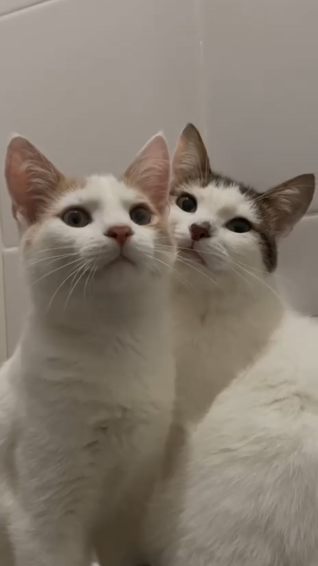 Семейные будни.. 😽