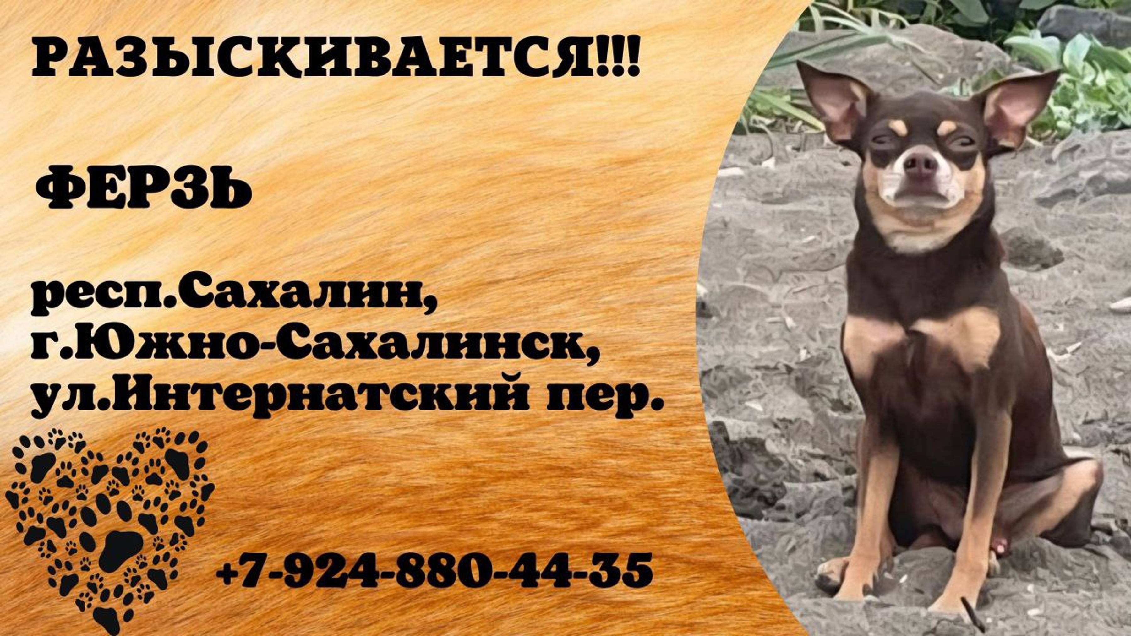 Пропала собака! ФЕРЗЬ. респ. Сахалин,  г. Южно-Сахалинск