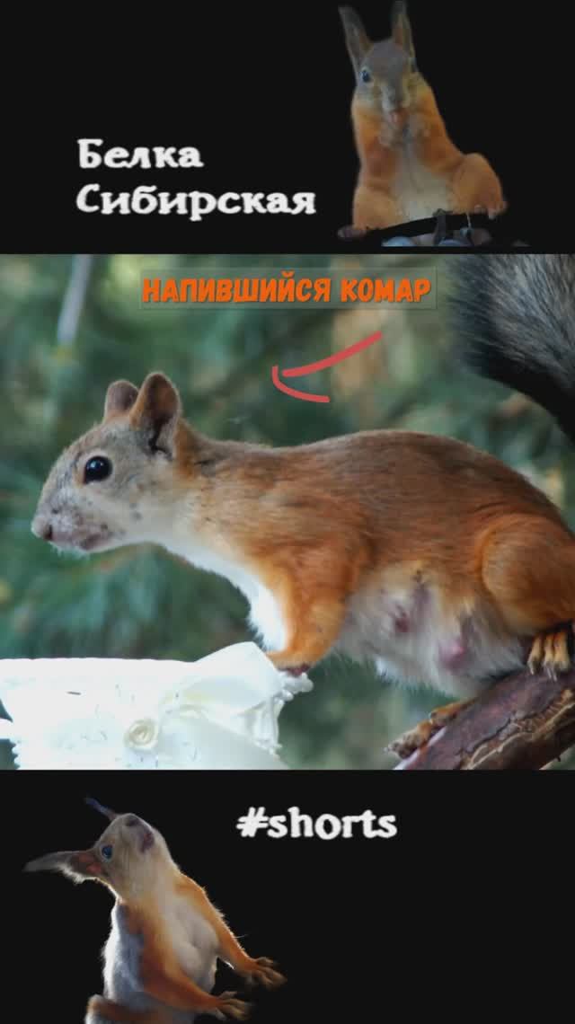 Белка и напившийся комар