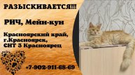 Пропал кот! РИЧ, Мейн-кун. Красноярский край, г.Красноярск.