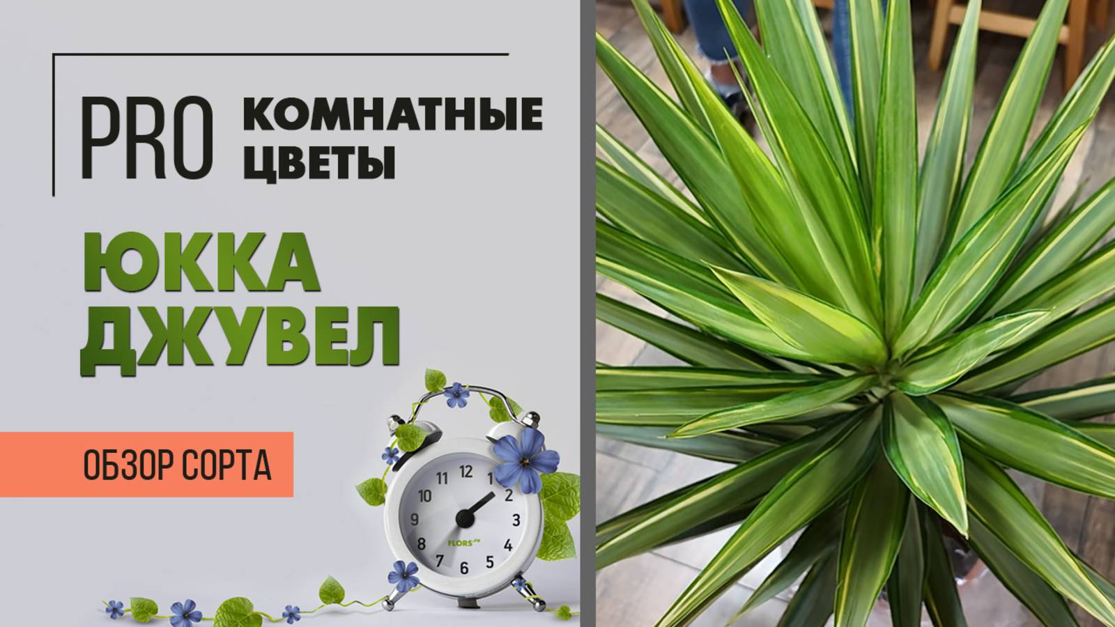 Юкка Джувел. Обзор сорта. Мощное и простое в уходе комнатное растение.
