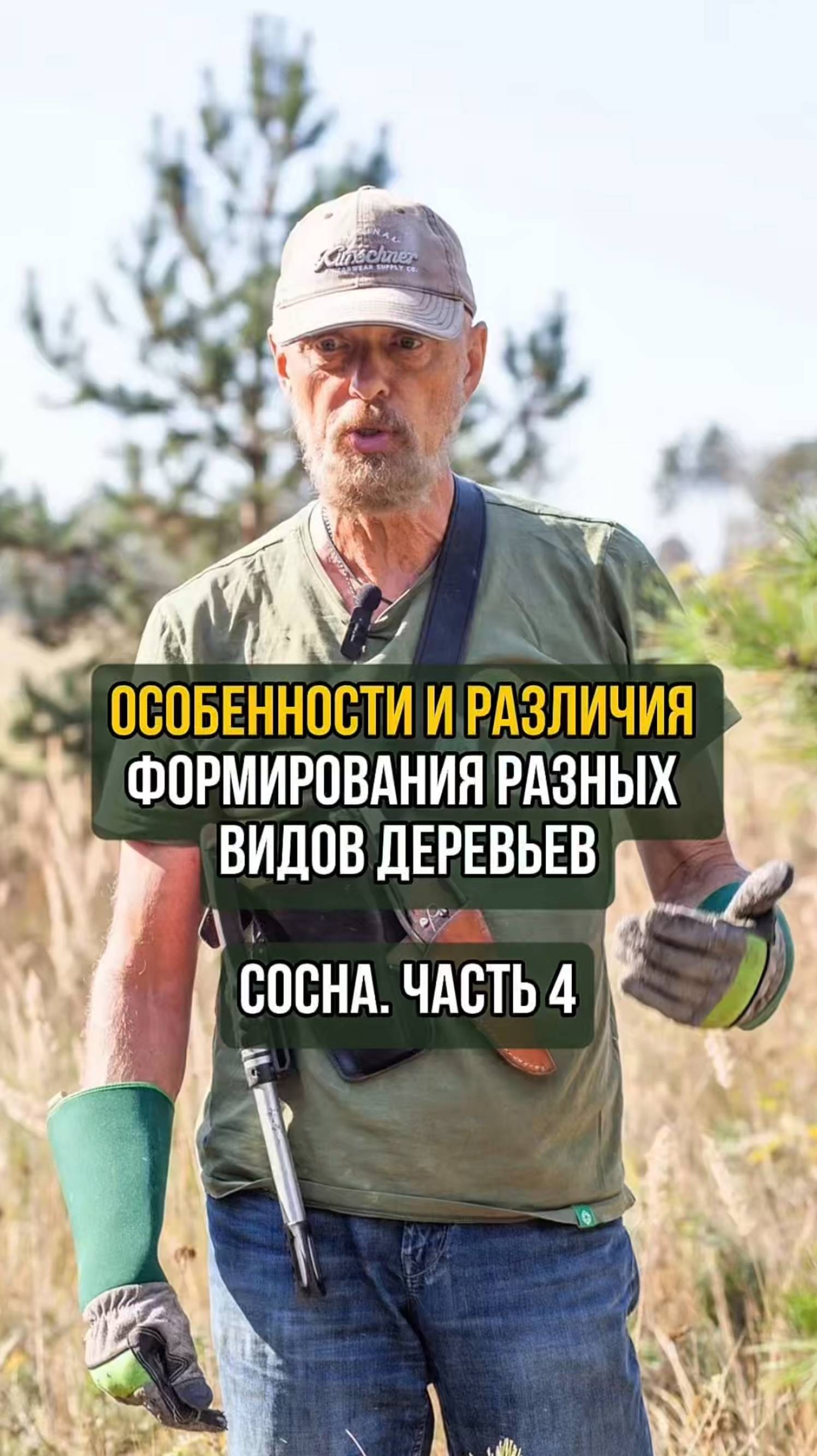 Особенности и различия формирования разных видов деревьев. Сосна. Часть 4