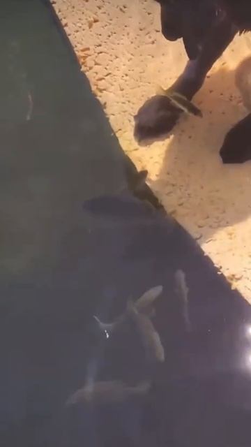 VID_20251006_052114_911.mp4