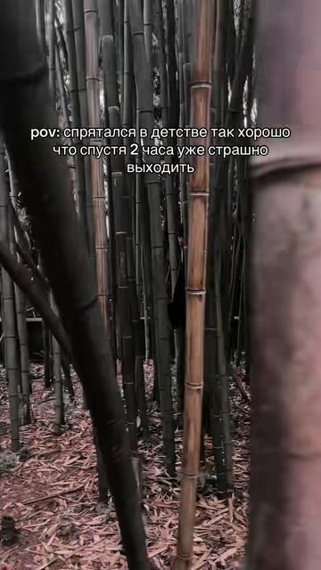 до сих пор спрятан #silvercroc #music
