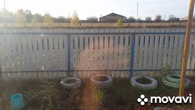 чеснок посадили