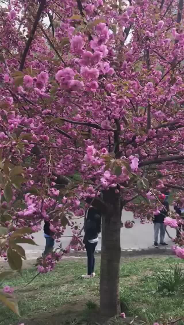 Цветение сакуры , Нью Йорк
