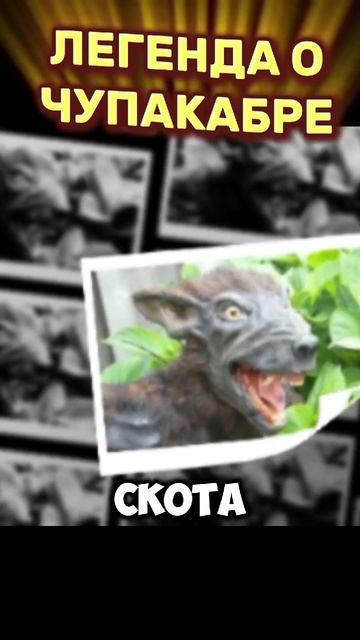 Легенда о чупакабре