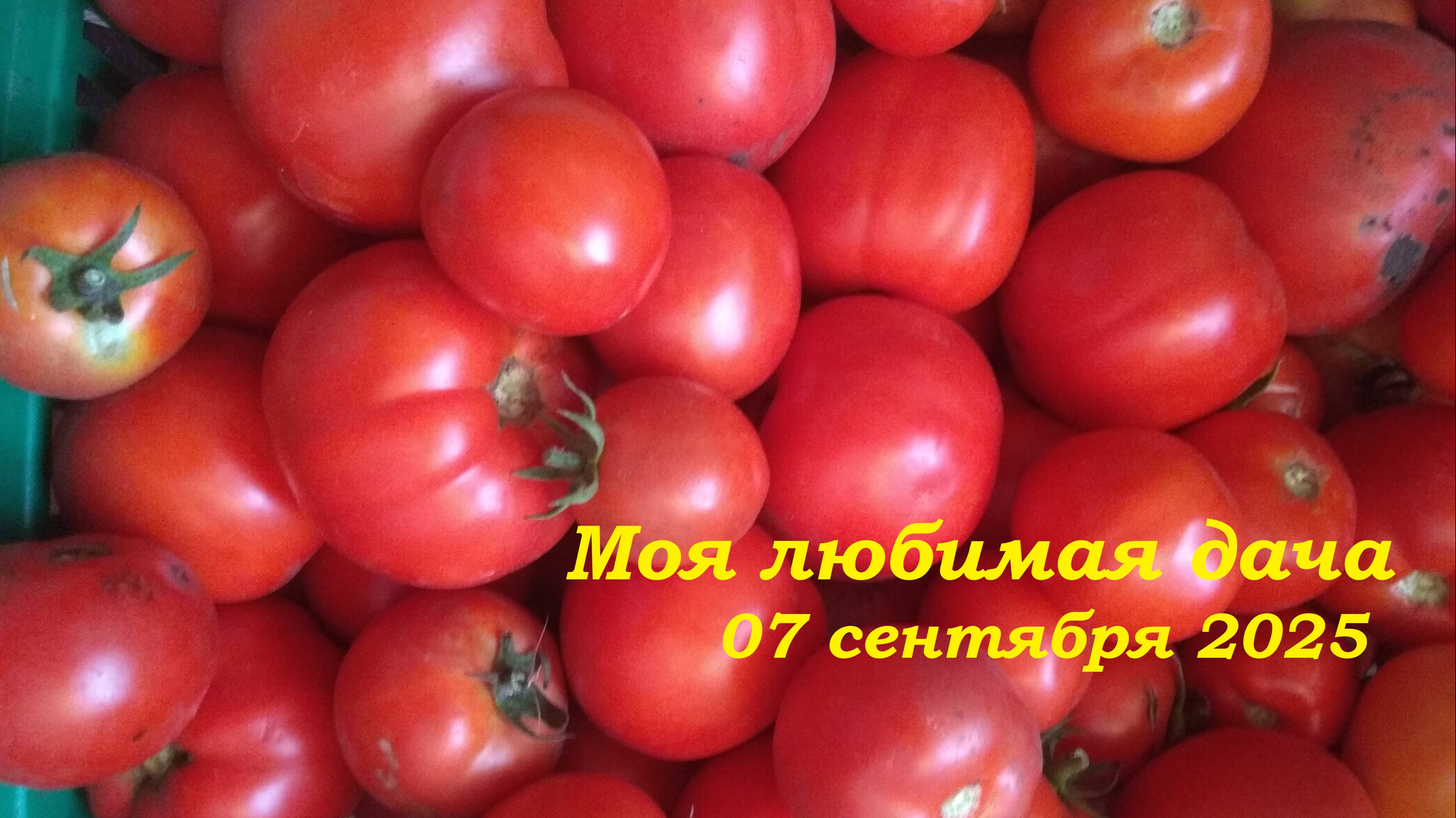 07.09.2025 _ Моя любимая дача
