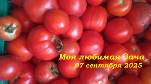 07.09.2025 _ Моя любимая дача