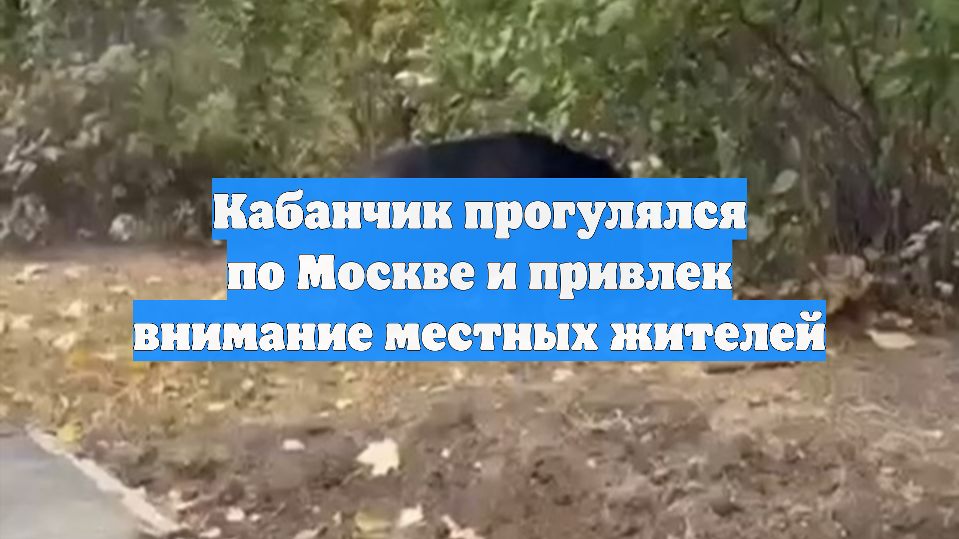 Кабанчик прогулялся по Москве и привлек внимание местных жителей