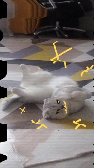 кошка 🐱🐱 страх🇦🇷🇦🇷🇦🇷