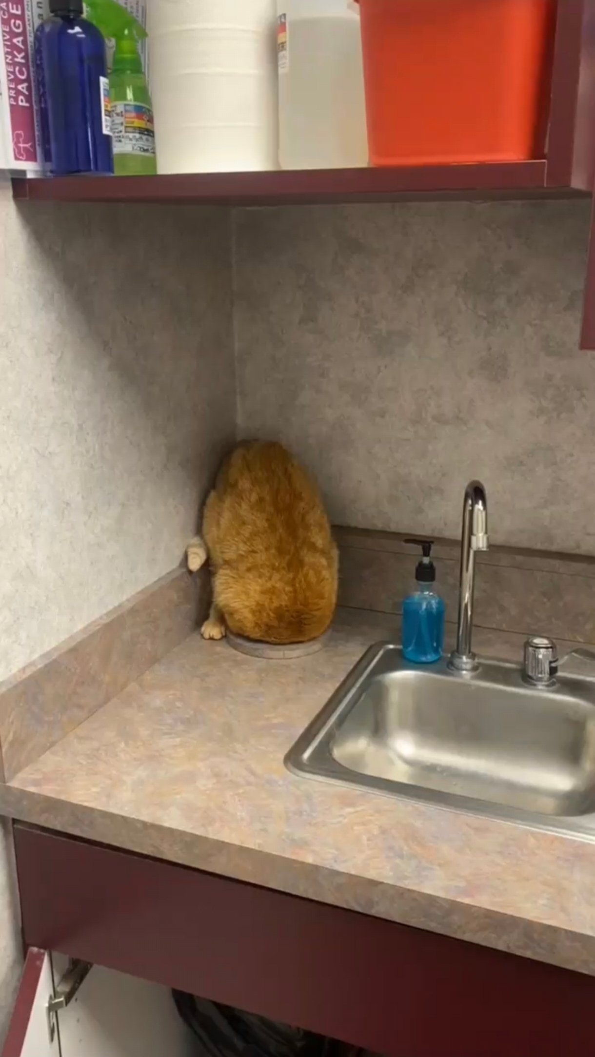 Кото сантехник за работой 😼