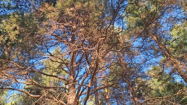 друзья  шошлите гулять такой прекрасный день