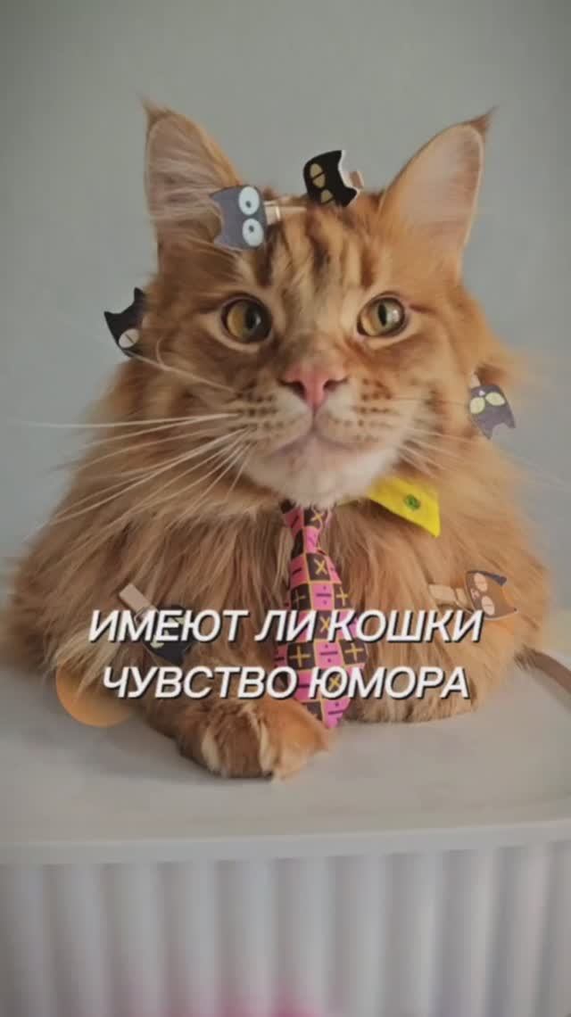 Имеют ли кошки чувство юмора