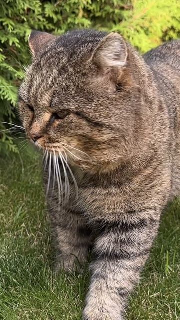 Воинственный лесной кот