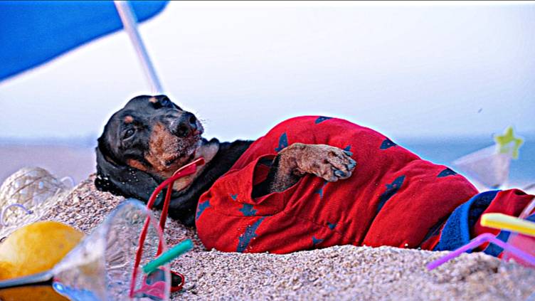 Могу больше не работать! Юмор.