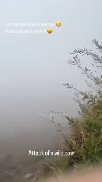 ❗️Агрессивная корова чуть не сбросила туристов с обрыва в Сочи.