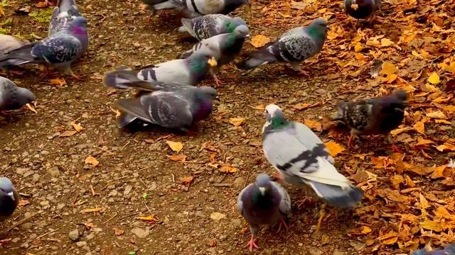 Городские голуби🕊️