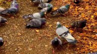 Городские голуби🕊️