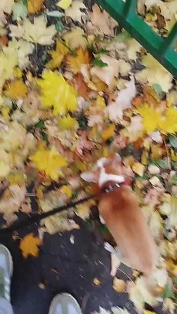 Сеня то поест и опять спать😁