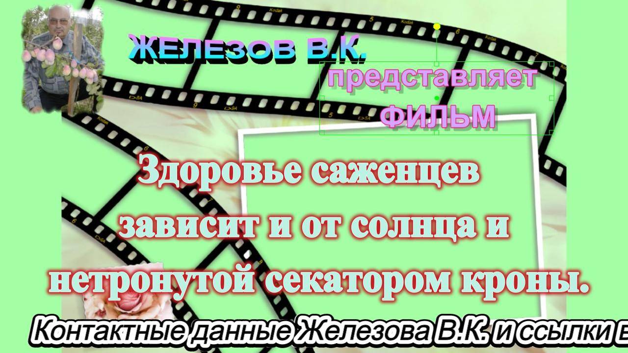 Здоровье саженцев зависит и от солнца и нетронутой секатором кроны.