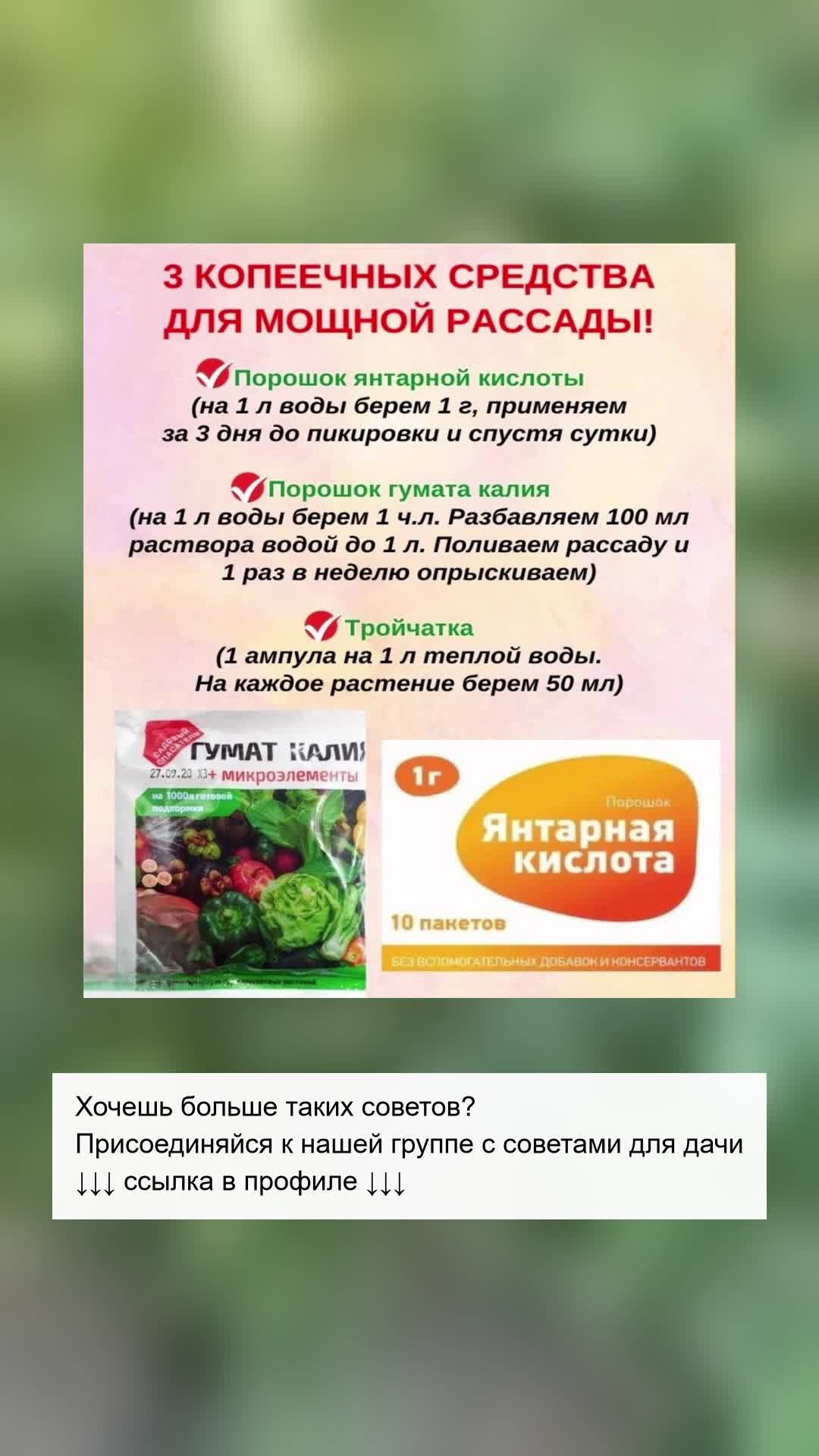 Секреты удивительной рассады: 3 доступных средства