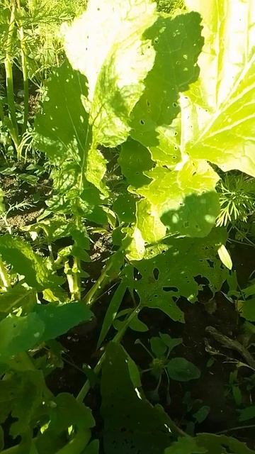 Как мои посевы в конце лета Репы и Редьки  #сорт #garden #plants #огород