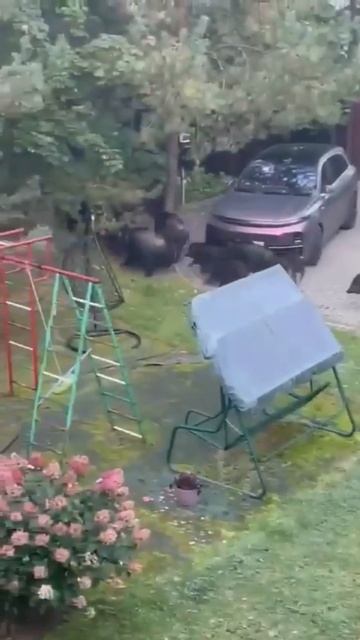 Пятачковая банда наведалась в поселок в Ленинградской области