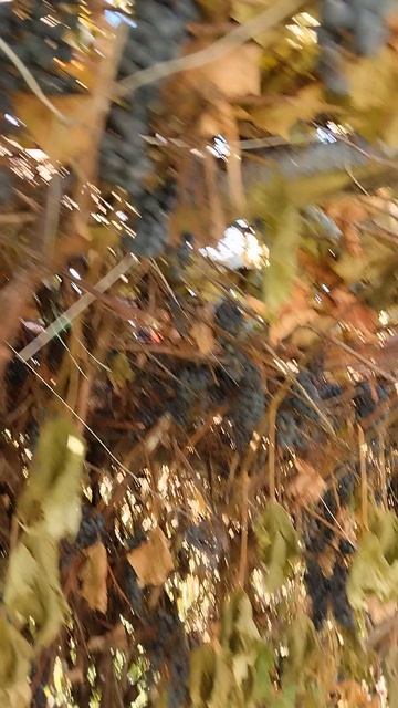 Собираем виноград 👍💥