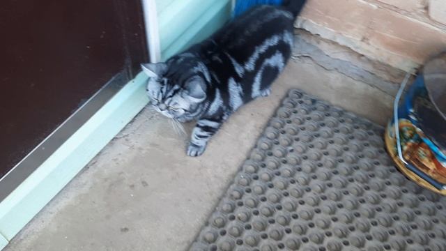 Как 2 года назад кот знакомился с кошкой)