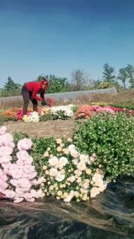 Хризантемы