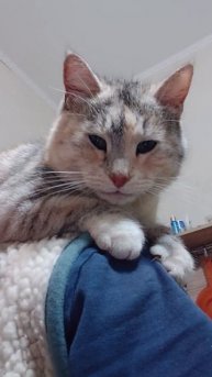 На плече. #котики