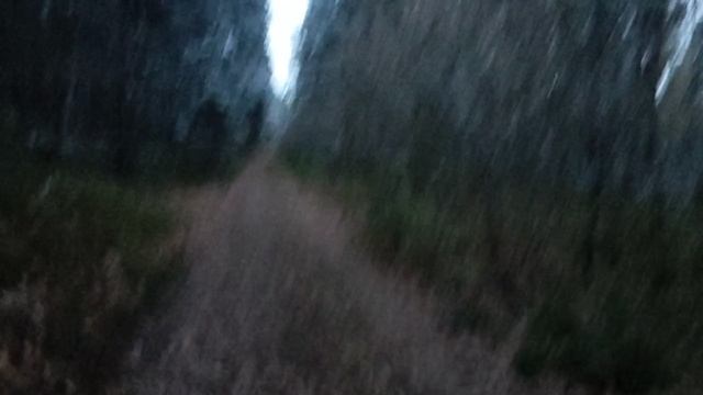 В лесу: как приходит зима 🌨️ или сказки сибирского леса 🌲🌳 🌿 Первый снег покрыл деревья