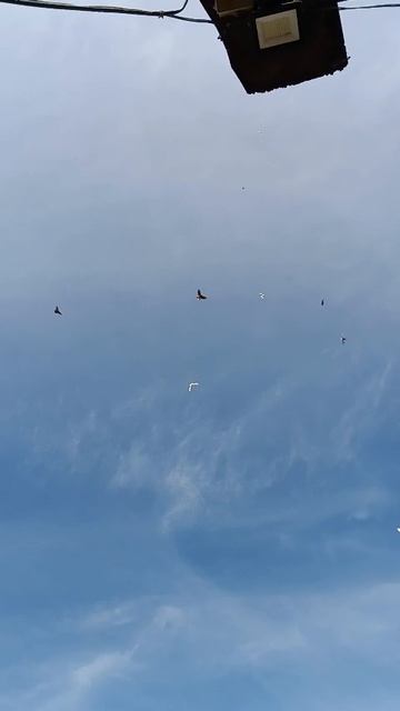 Оренбуруг Татарский Каргала голуби дядя Рашита