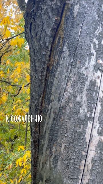 Самое старое дерево