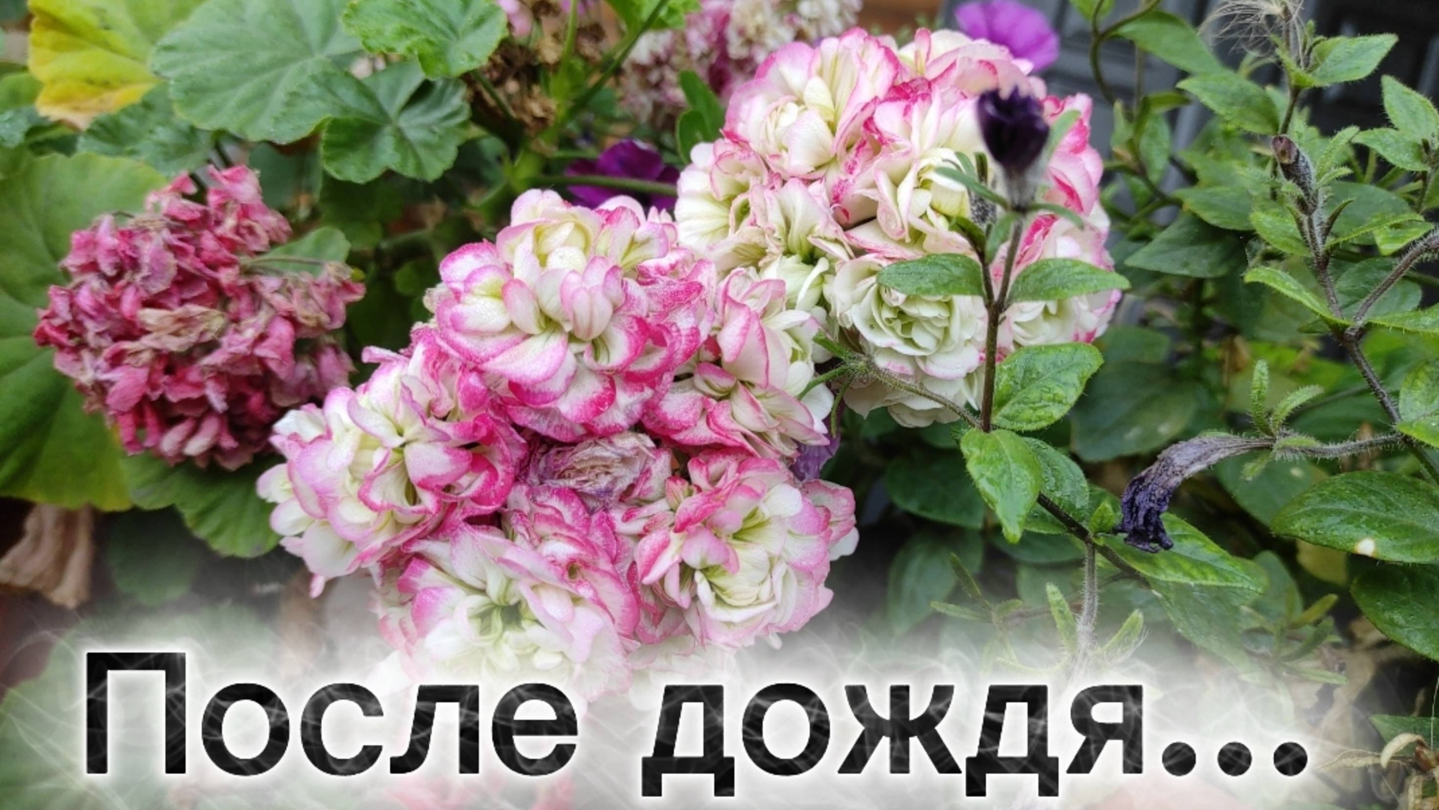 После дождя... 6 октября 2025 г.