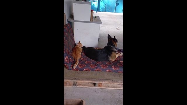 Тои и Фокс